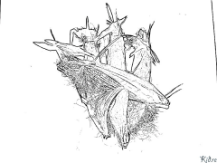 බඩඉරිඟු මුද්‍රණය කළ හැකි වර්ණ පිටු